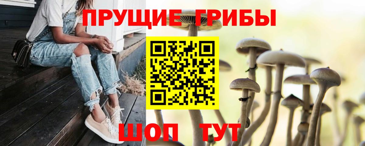 Галлюциногенные грибы Psilocybine cubensis Советский